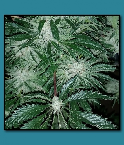 Platinum Alien OG (Pacific NW Roots) :: Cannabis Strain Info ::  SeedFinder.eu
