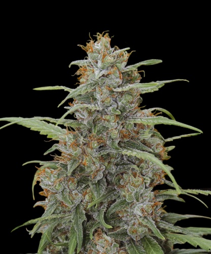 Auto OG Medical Kush CBD