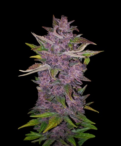 Auto Purple Bud