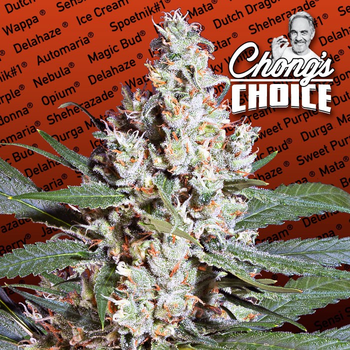 L.A. Amnesia flowering cannabis, as labeled by the cited photo source