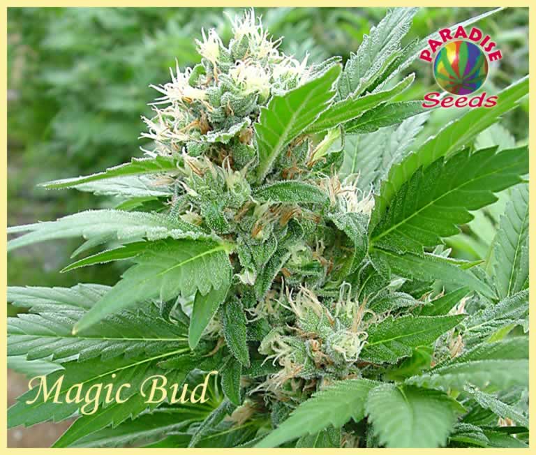 Magic Bud