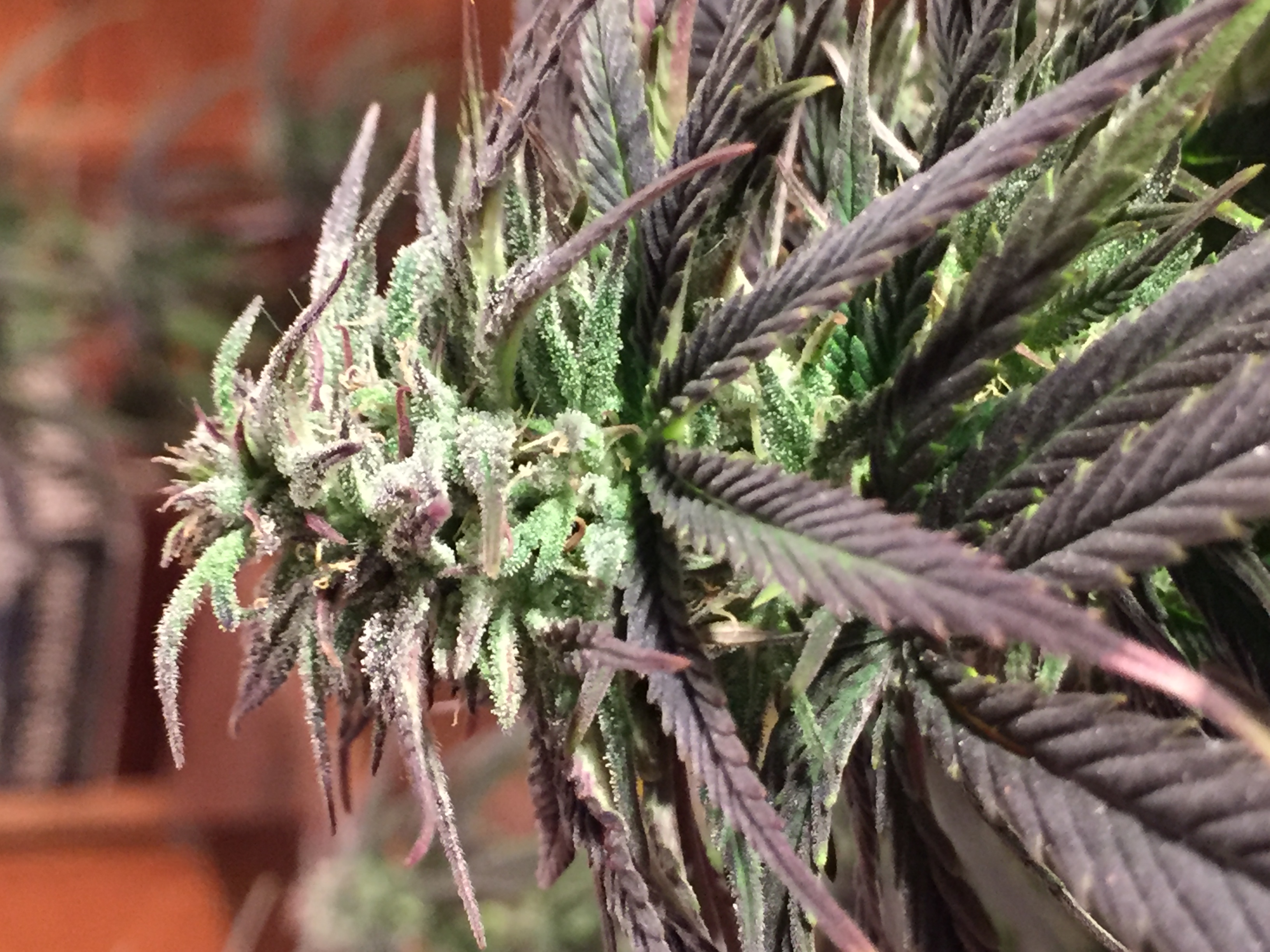 Sweet Skunk: strain page photo, credit seedfinder.eu, copyright status shown with credit copyright unverified