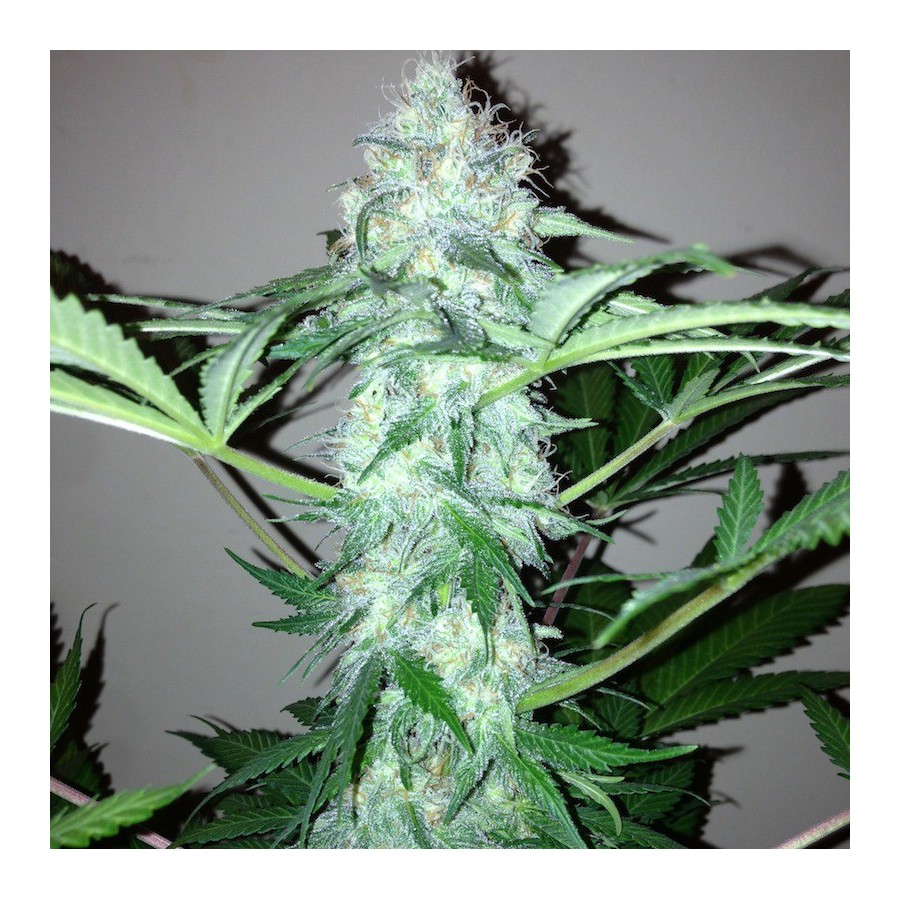 Afghan Kush Autoflowering (PEV Seeds Bank) :: Cannabis Strain Info ::  SeedFinder.eu