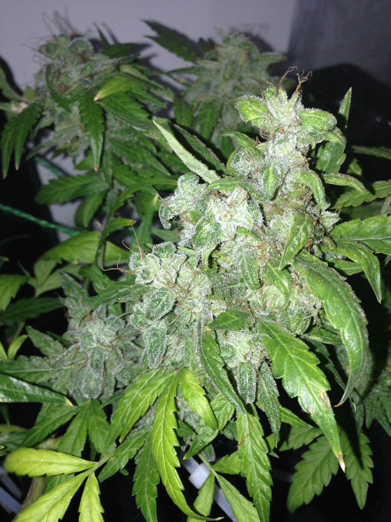 Auto Lemon Bubble archive 0