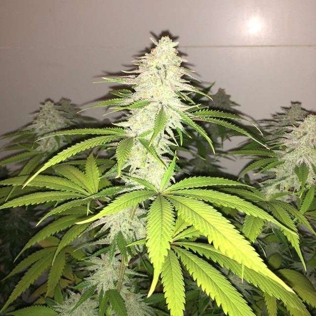 Wedding Cake: strain page photo, credit seedfinder.eu, copyright status shown with credit copyright unverified