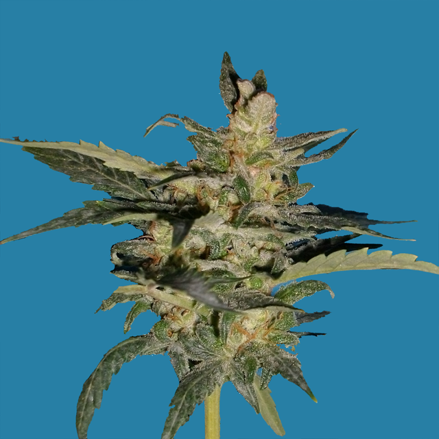 Auto Diesel 47 archive 0