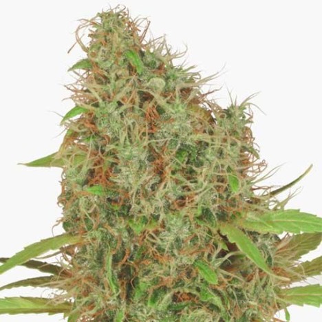 Hazy Med CBD archive 0