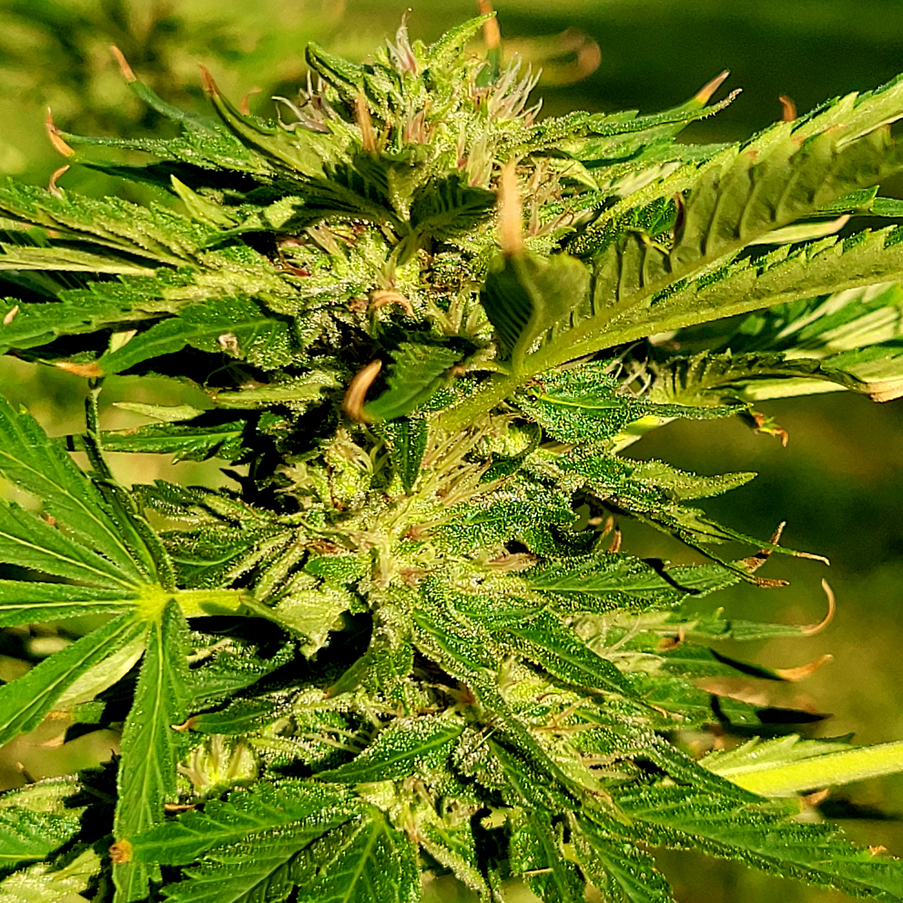 Cherry Reaper archive 0