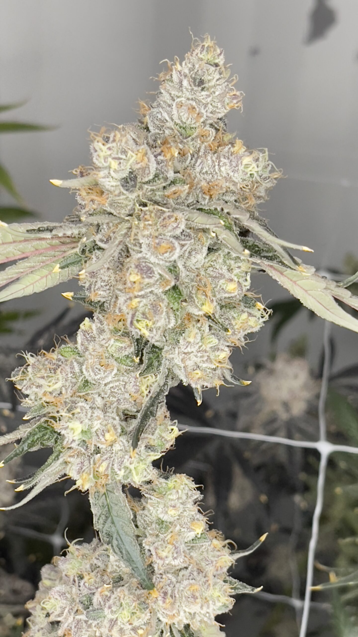 Flight of the Concords