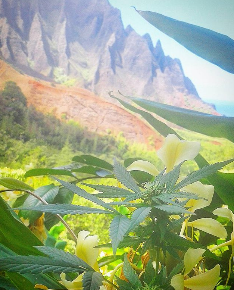 Kalalau Valley Kush