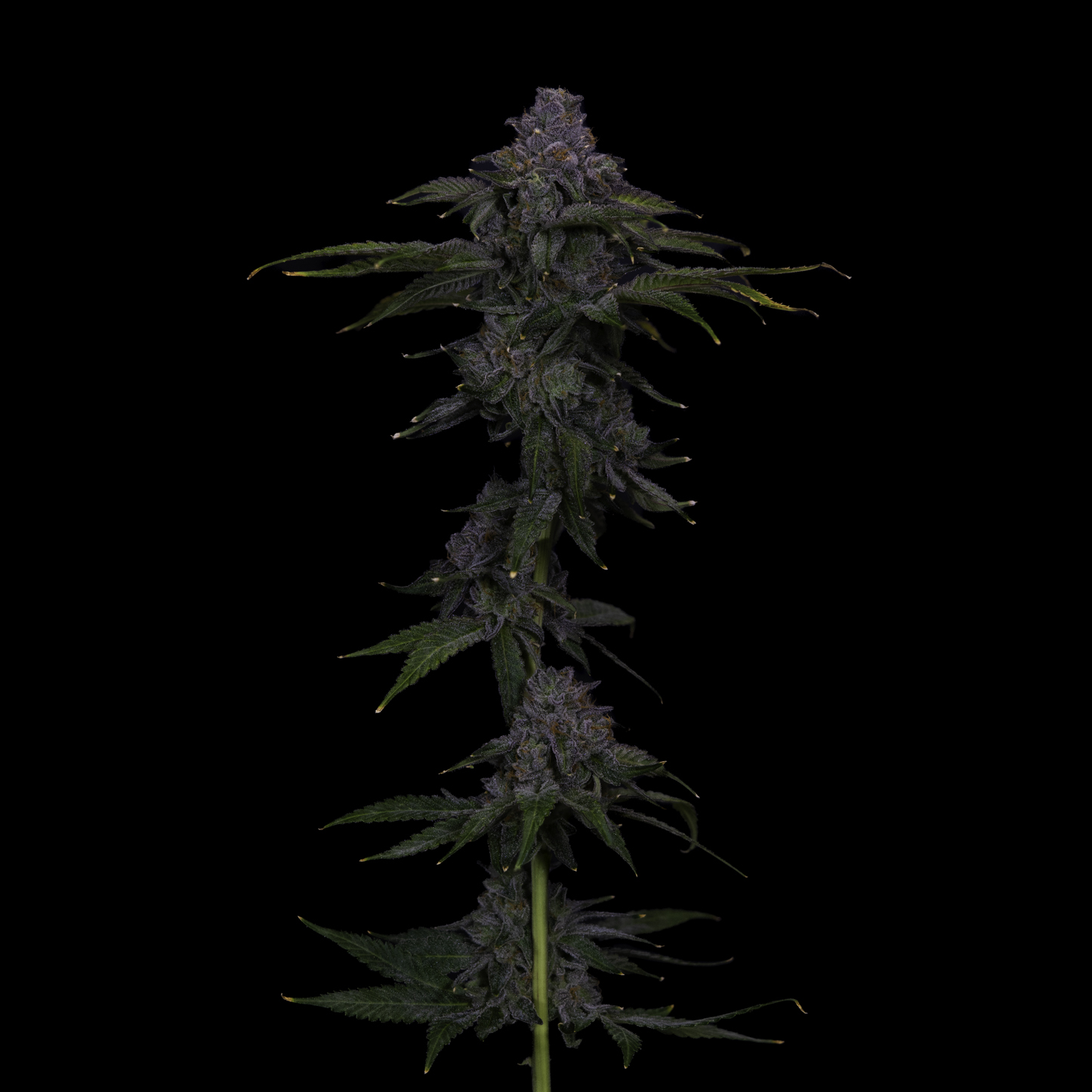 Guava Tart archive 0