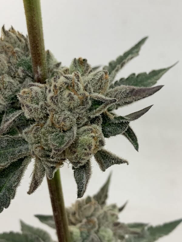 Blue Print flowering cannabis, as labeled by the cited photo source