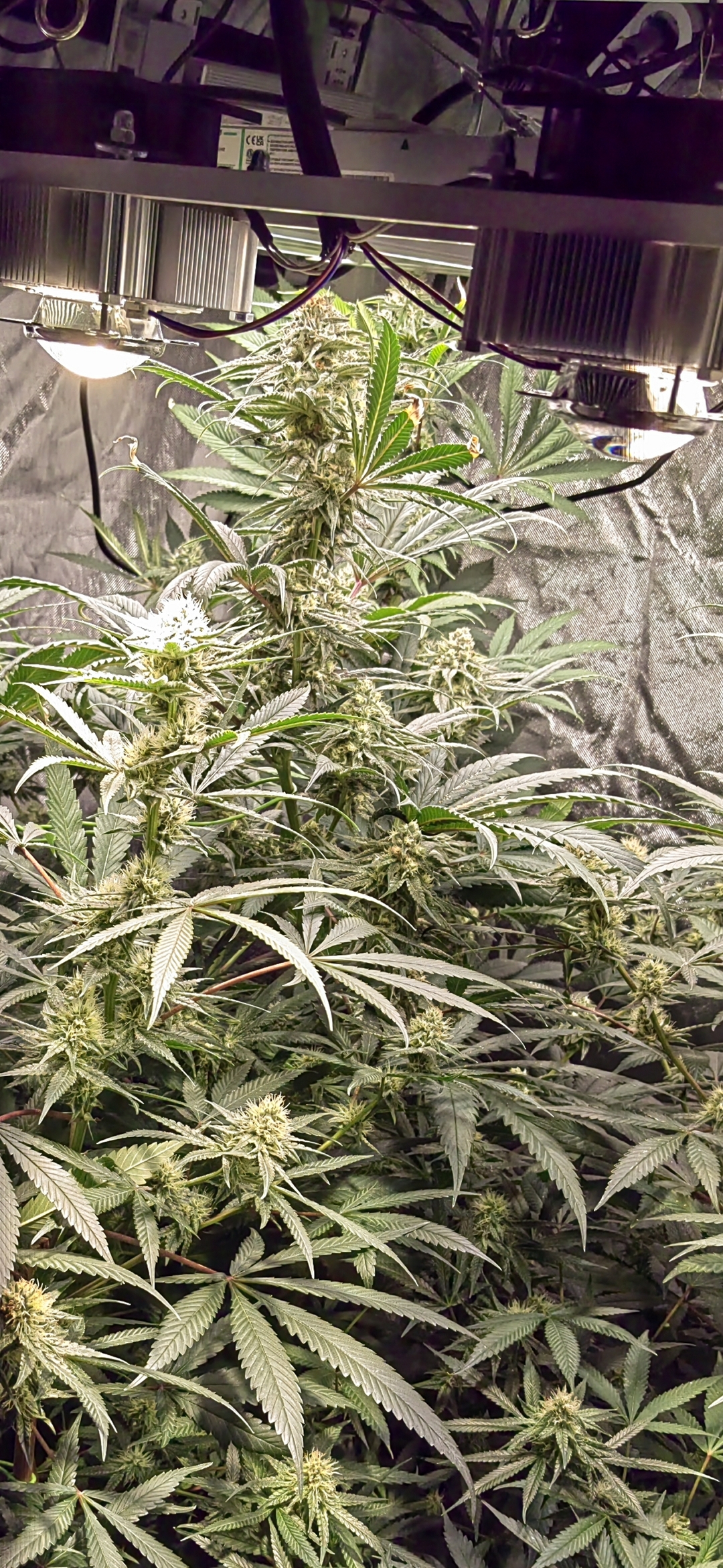 Tropical Treatz flowering cannabis, as labeled by the cited photo source