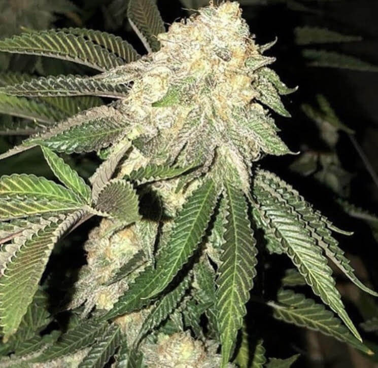 Z3 x Watermelon Skittelz (Purple City Genetics) :: Cannabis Strain