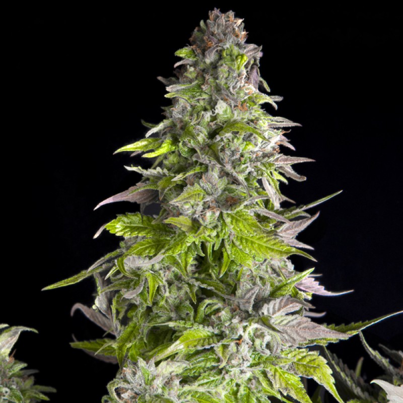 Romulan: strain page photo, credit seedfinder.eu, copyright status shown with credit copyright unverified