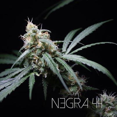 Negra 44