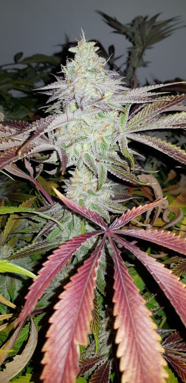 Kalash Gum archive 0