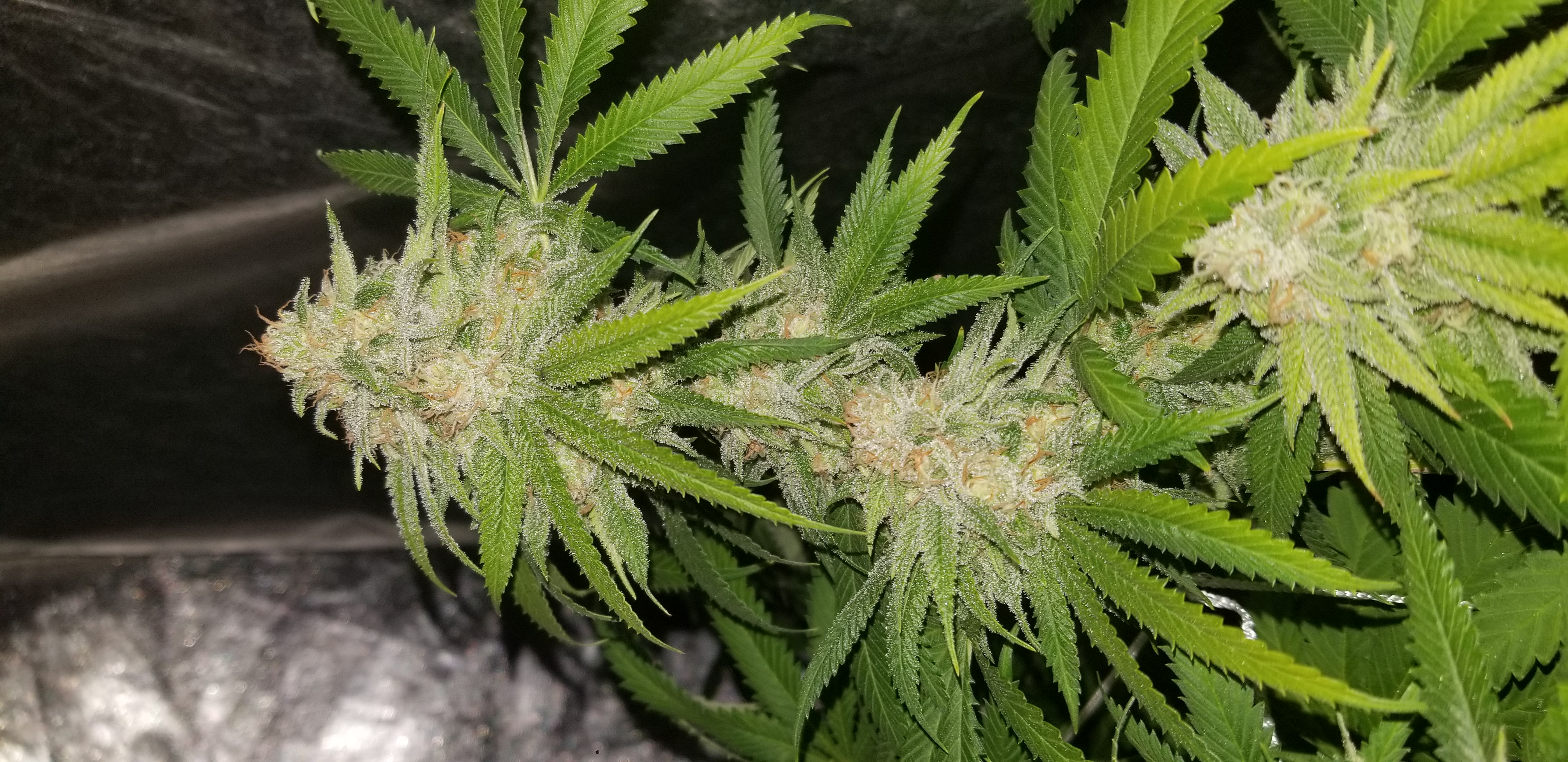 Weed Almighty