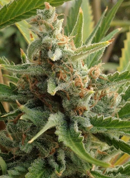 Tangerine Kush flowering cannabis, as labeled by the cited photo source