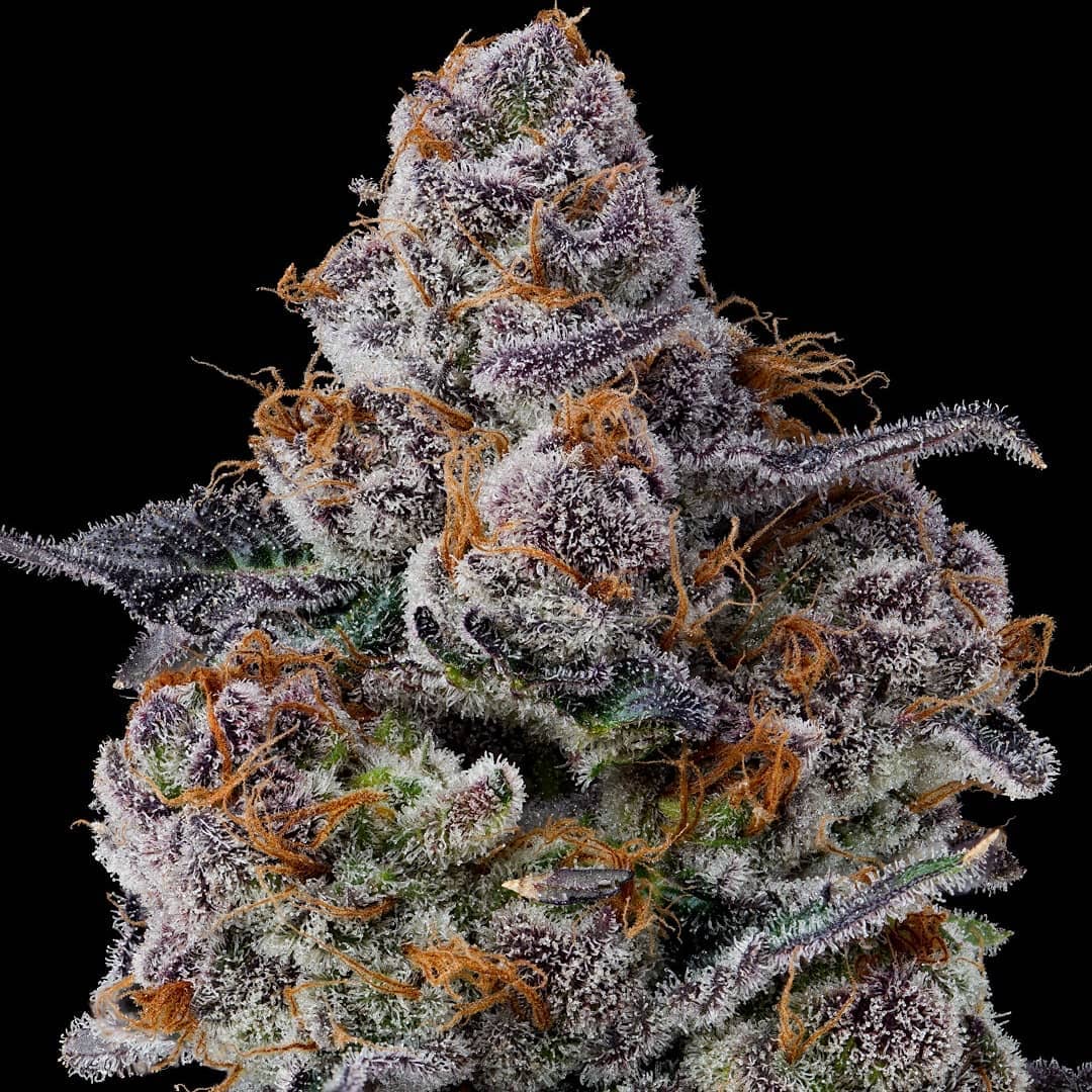 Strawberry Fritter flowering cannabis, as labeled by the cited photo source