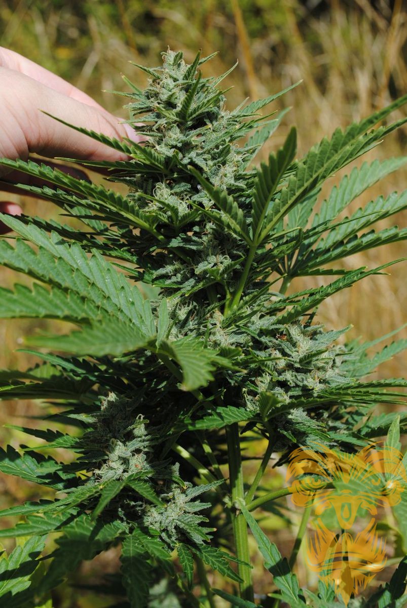 Auto Critical Amnesia archive 0