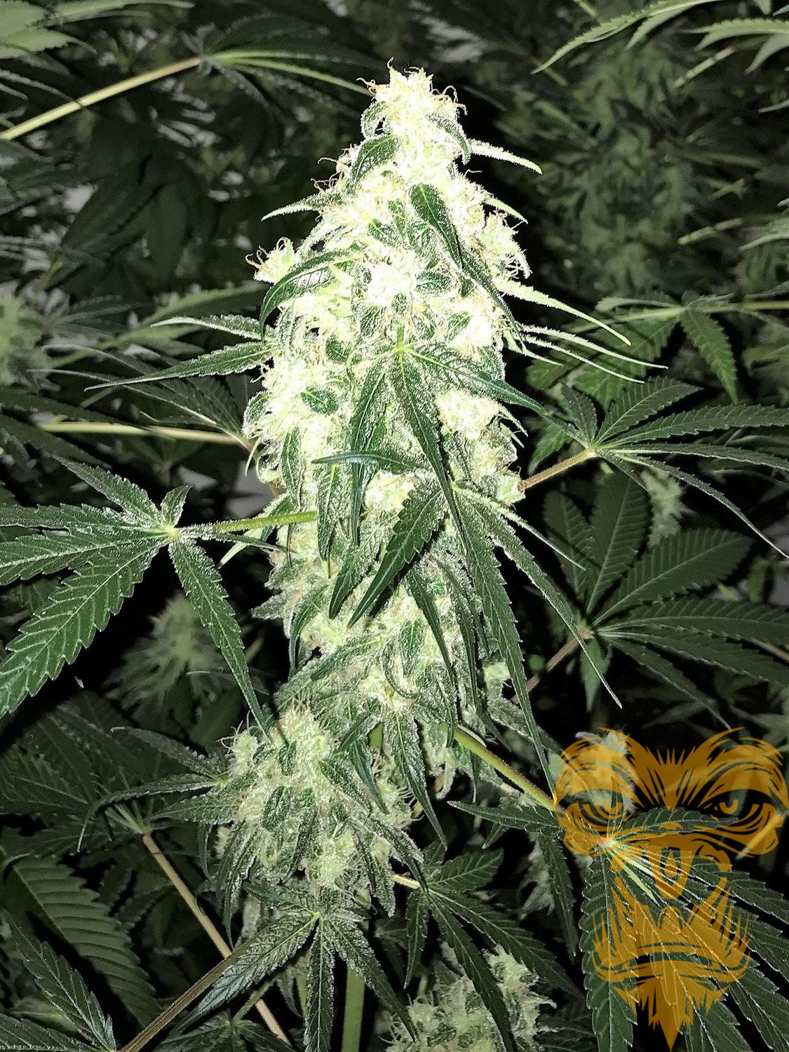 Auto Sour D archive 0