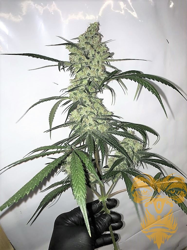 Auto Whitey Freeze archive 0