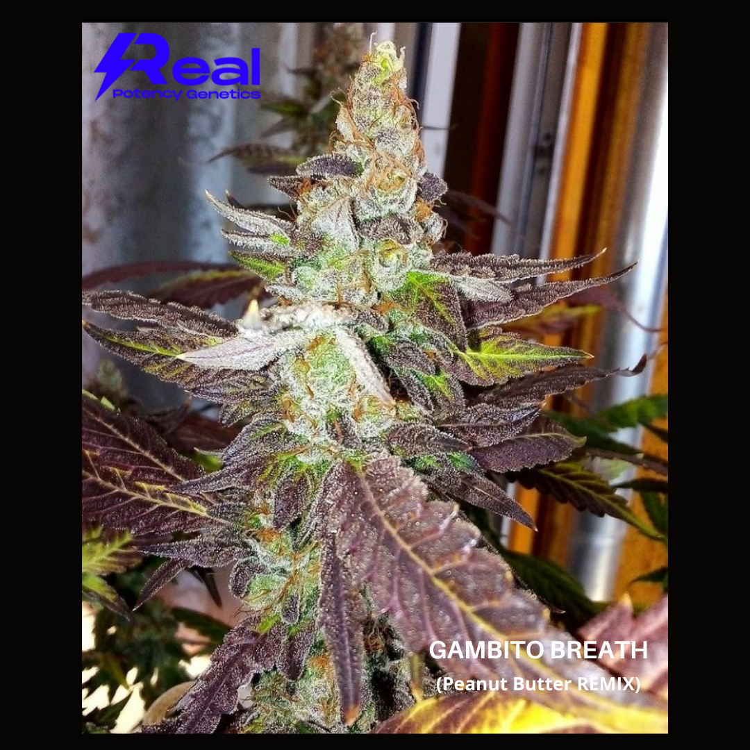 Gambito Breath