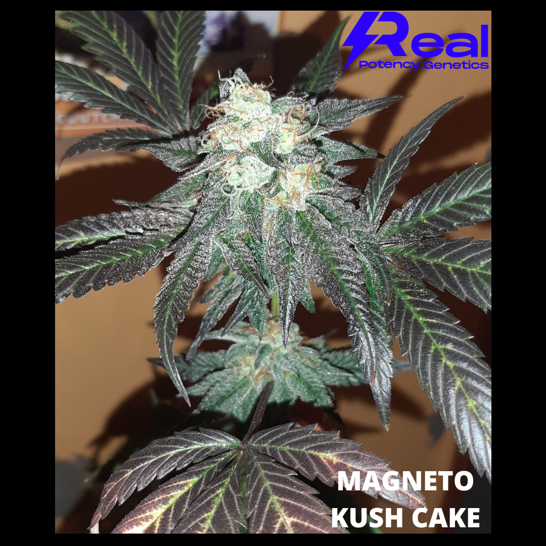 Magneto Kush Cake