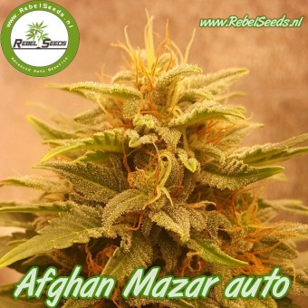Afghan Mazar Auto