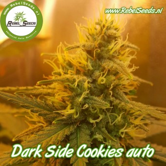 Dark Side Cookies Auto