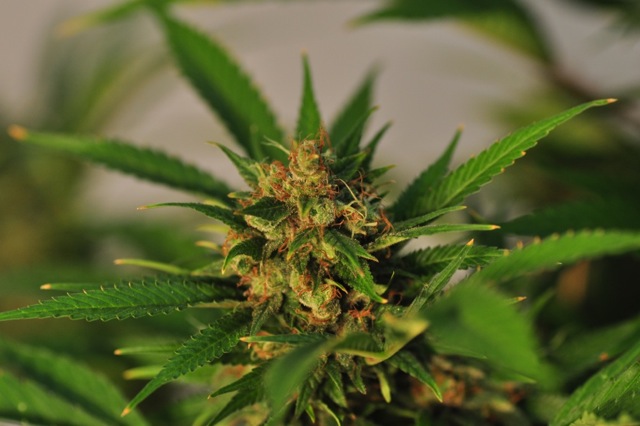 Jihadi Kush archive 0