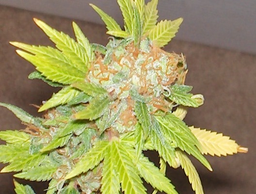 Lebanese Hashplant ( Scott Family Farms) :: Cannabis Strain Info ::  SeedFinder.eu