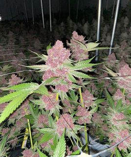 Queen of the South archive 0