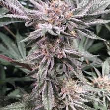 Fire Breather archive 0