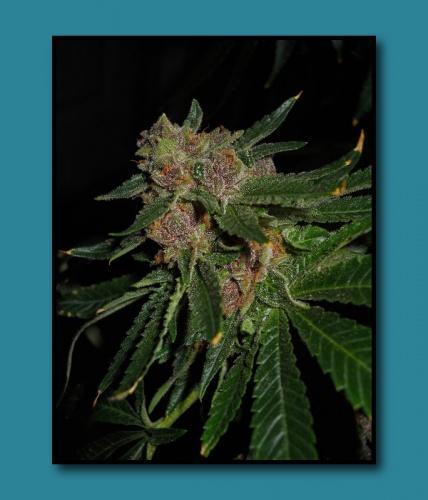 2 In The Pink archive 0