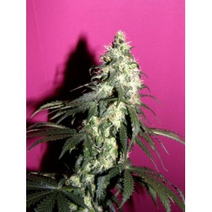 Hawaiian Honey Purple