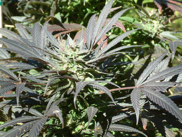 Purple Heart: strain page photo, credit seedfinder.eu, copyright status shown with credit copyright unverified