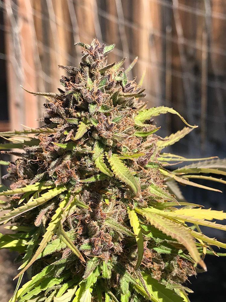 North Bay Purps archive 0