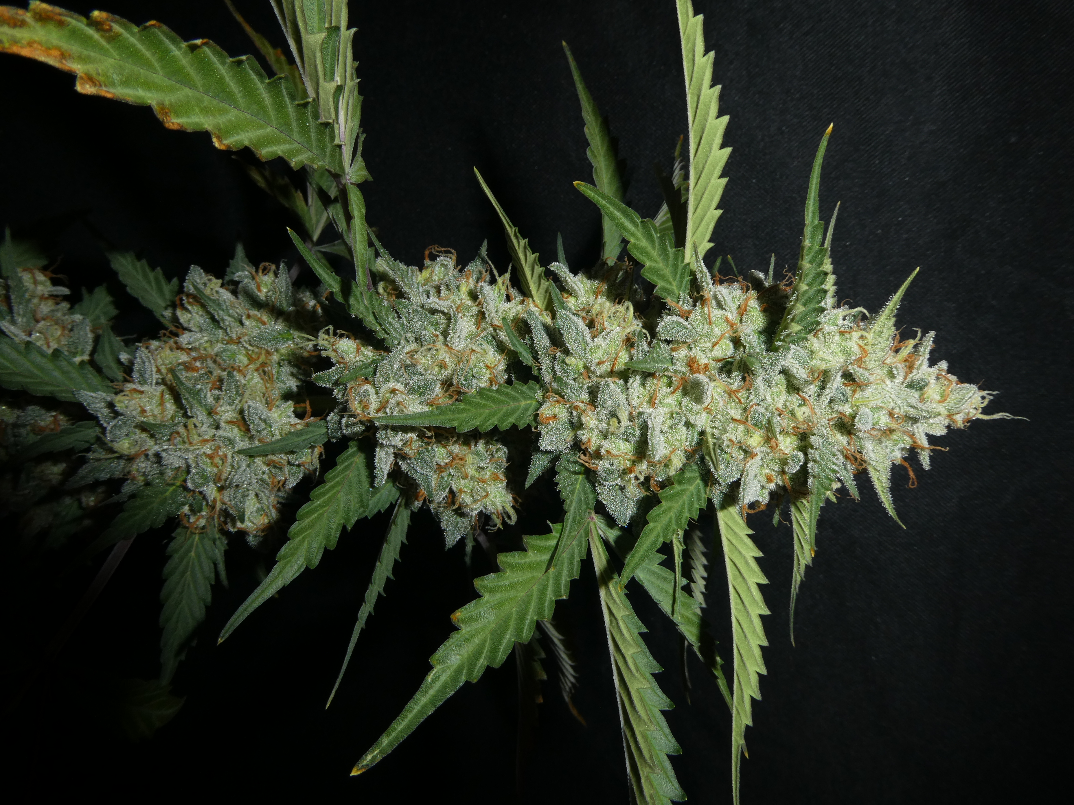 Xanthanite archive 0