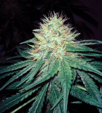 Six Shooter: strain page photo, credit seedfinder.eu, copyright status shown with credit copyright unverified