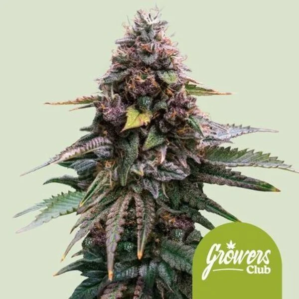 Mimosa Cookies Auto (Royal Queen Seeds) :: Cannabis Strain Info