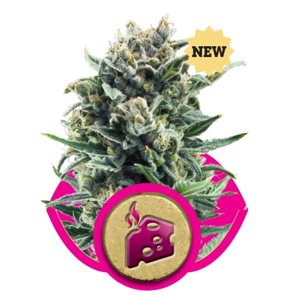 Blue Cheese: strain page photo, credit seedfinder.eu, copyright status shown with credit copyright unverified