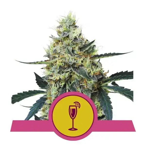 Mimosa (Royal Queen Seeds) :: Cannabis Strain Info :: SeedFinder.eu