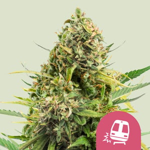 Trainwreck: strain page photo, credit seedfinder.eu, copyright status shown with credit copyright unverified