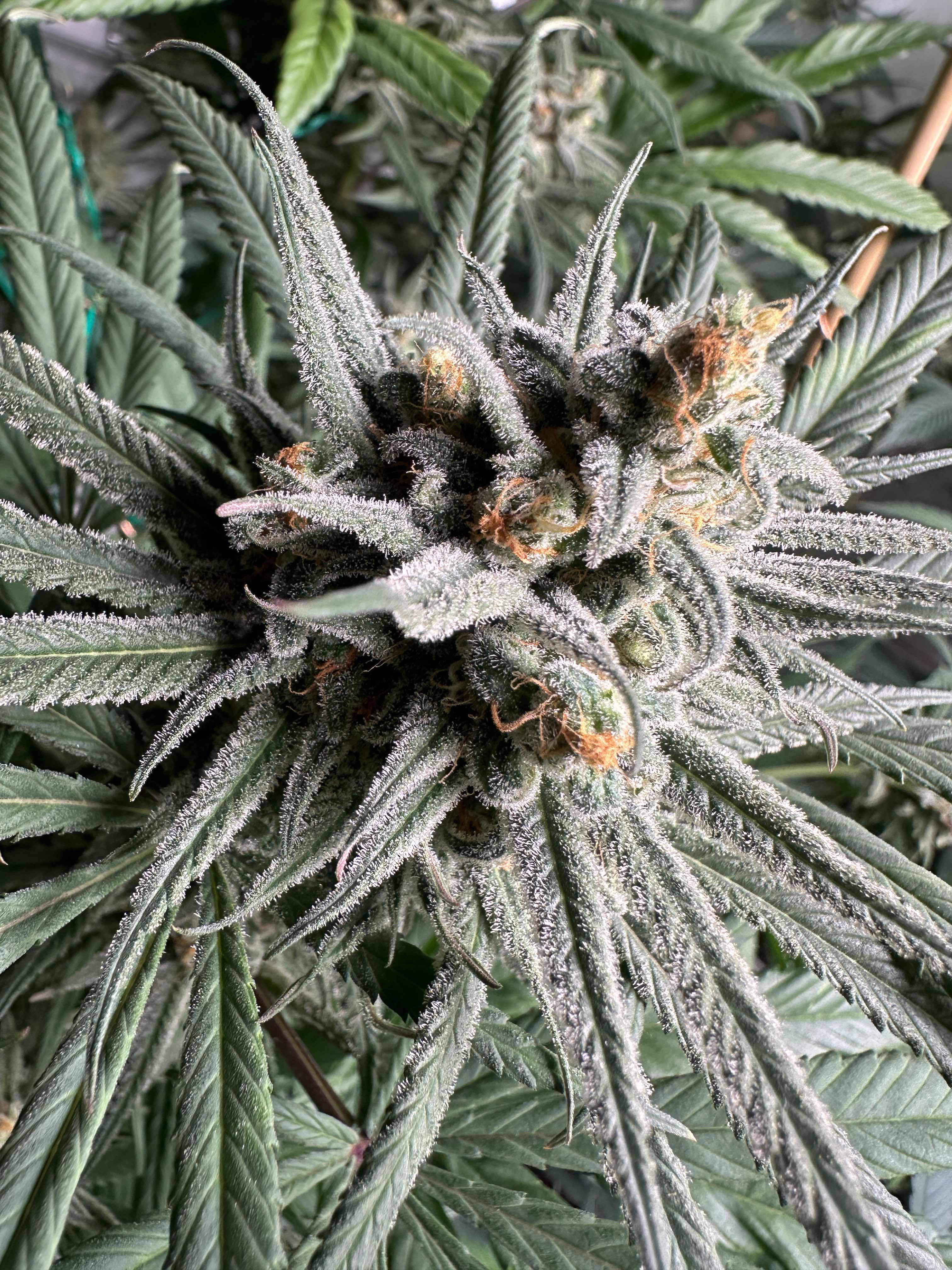 Santa Cruz Blue Dream flowering cannabis, as labeled by the cited photo source