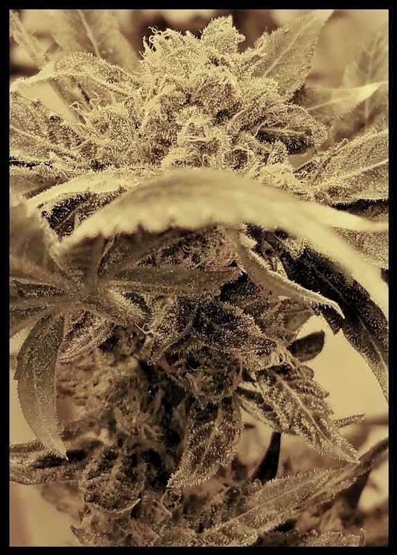 Strawberry Chocolate flowering cannabis, as labeled by the cited photo source