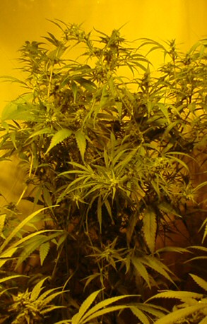 Sativa Mexicana