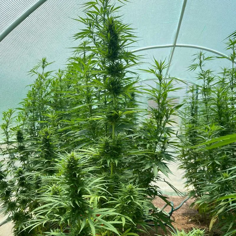 Egyptian Heirloom archive 0