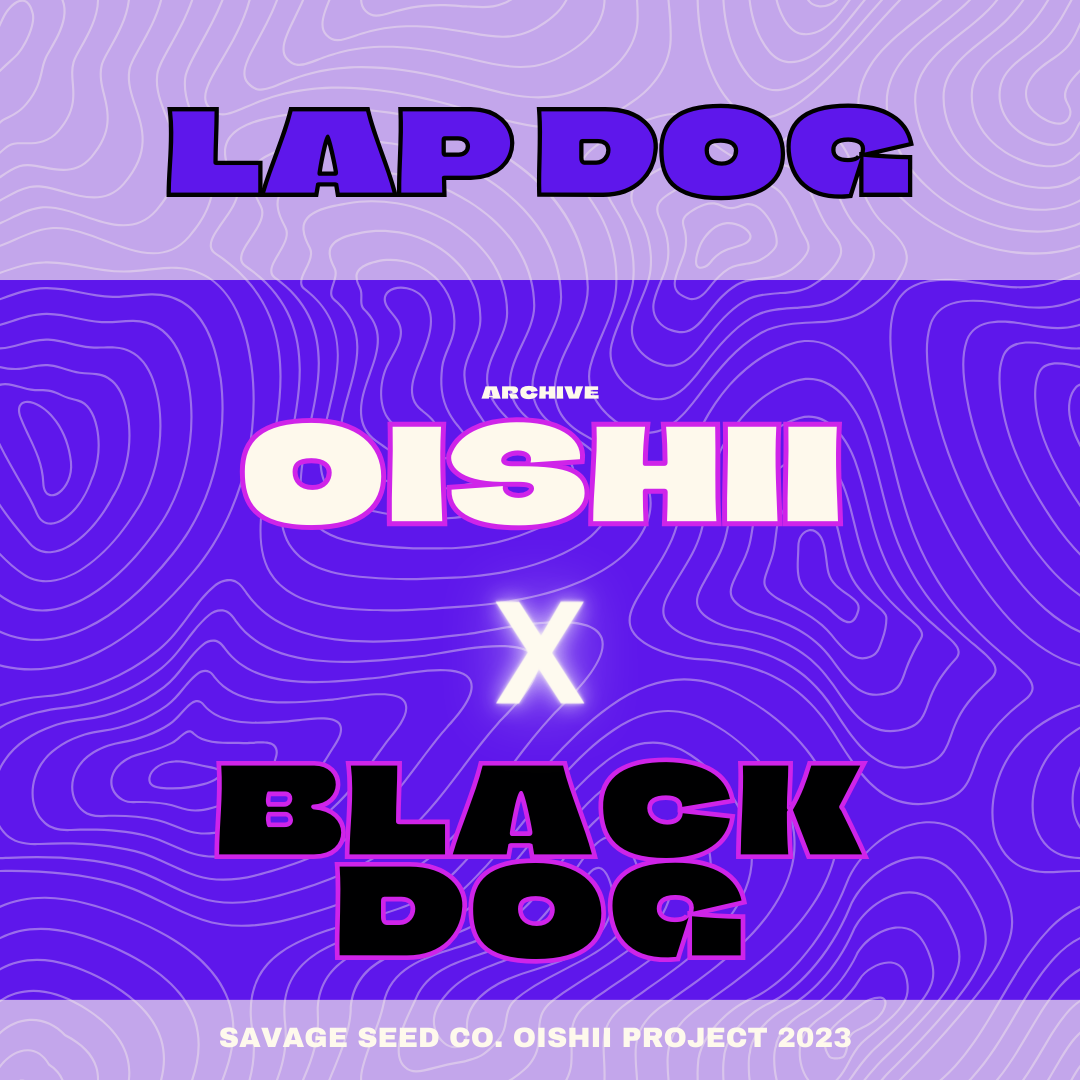 Lap Dog archive 0